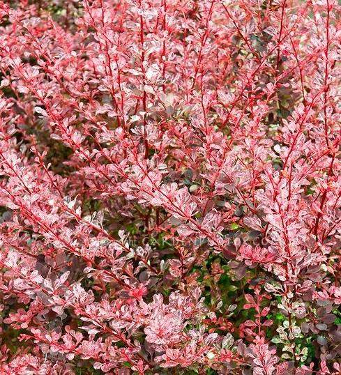 berberis-thunbergii-Pink-Queen