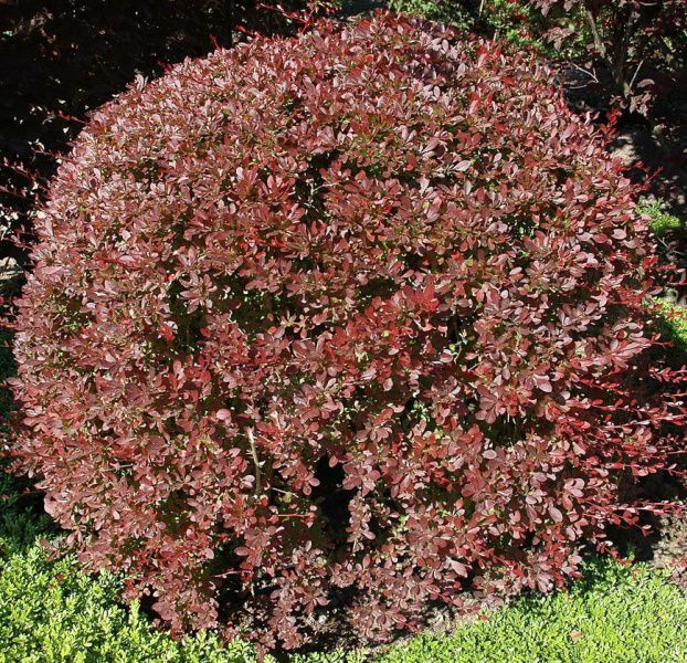 berberis-thunbergii-Red-Chief-3