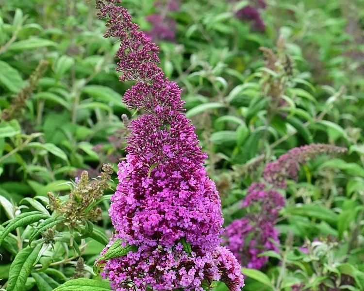 buddleja-davidii-pink-delightjpeg.