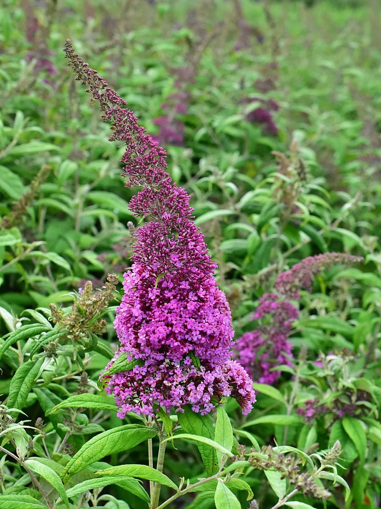 Davidi haldjamüts ‘Pink Delight’ UUS!