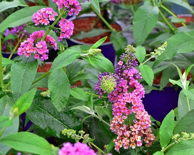 buddleja-weyeriana-flower-powerjpeg.
