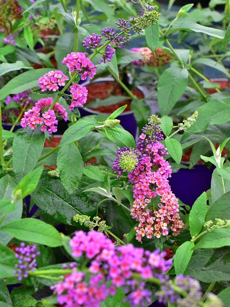 Buddleja ×hübriid ‘Flower Power’ UUS!