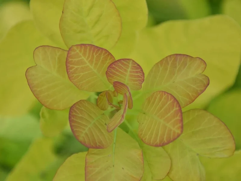 cottinus-golden-spiritjpg.