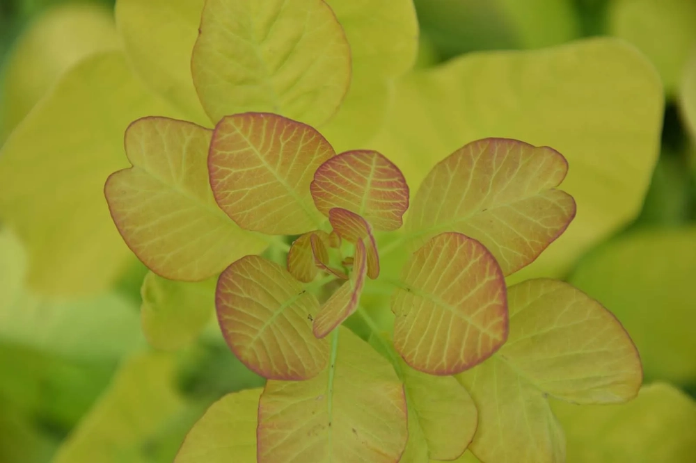 Harilik parukapuu ‘Golden Spirit’ /’Ancot’ PBR, C5