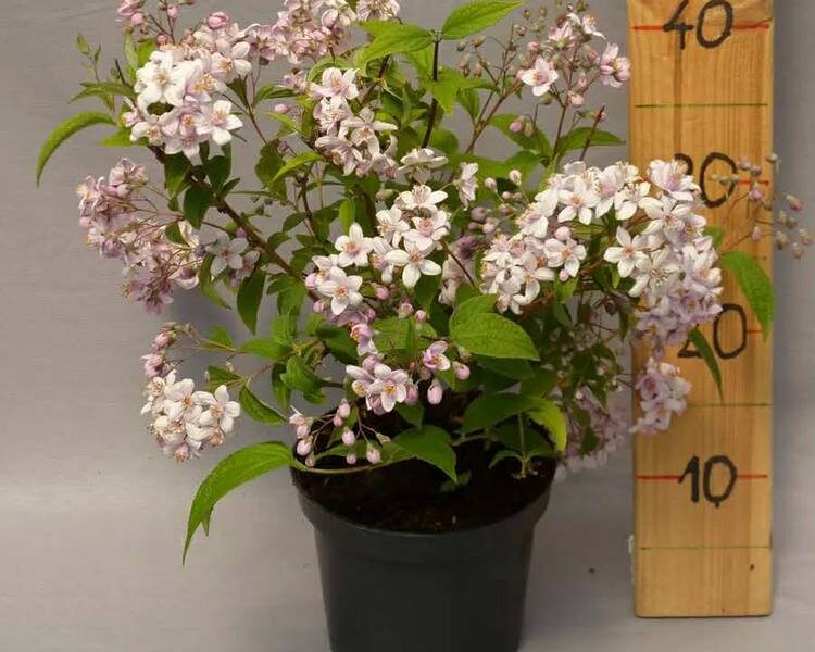 deutzia-hyrida-Mont-Rose