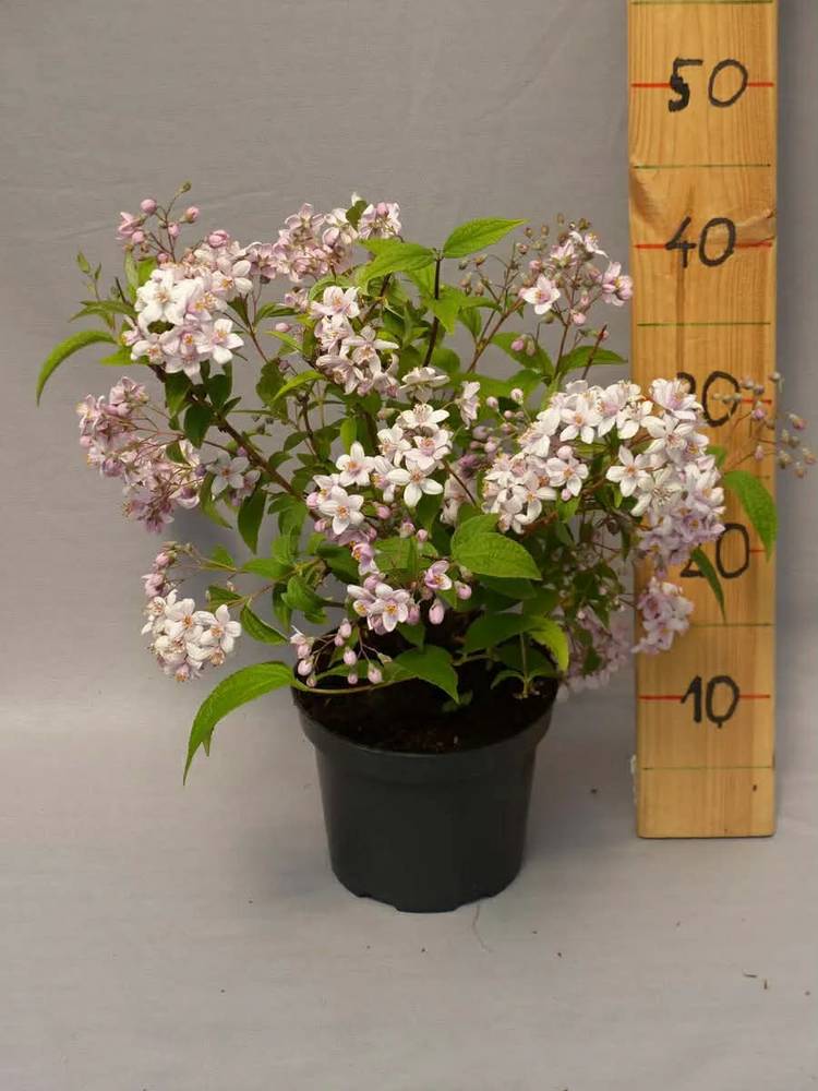 Aed-Deutzia ‘Mont Rose UUS!