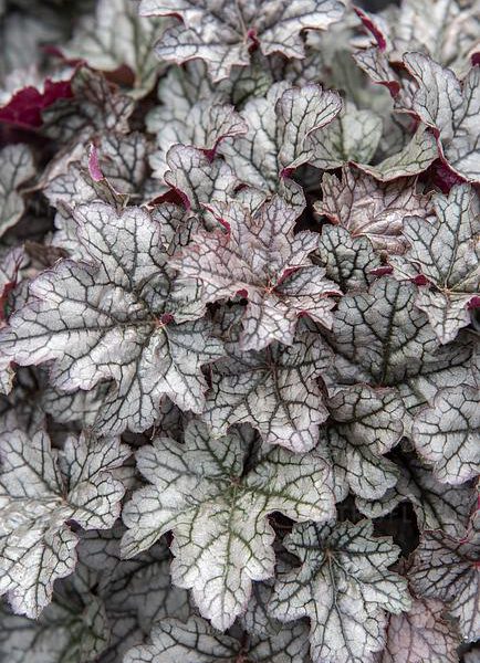 heuchera-world-caff-corretto-2