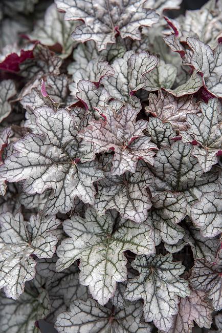 Helmikpööris`World Caffe Coretto` P13,Uus!