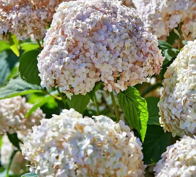 hya6pastel-Hydrangea-Marshmallow-Flower-1-B2Bjpg.