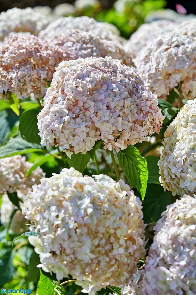 Puishortensia `Candybelle Marshmallow`UUS!