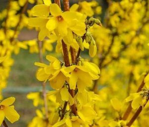 Forsythia-Maree-d-Or-