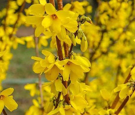 Forsythia-Maree-d-Or-