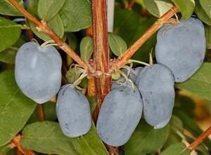 SINIKUSLAPUU-LONICERA-CAERULEA-BOREAL-BEAUTY
