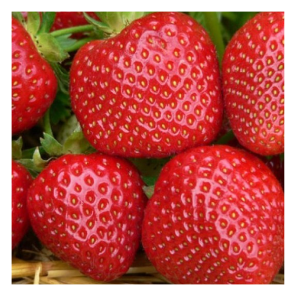 fragaria-x-ananassa-Malwina--5