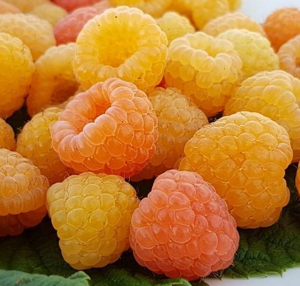 Rubus-idaeus-Jantar