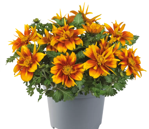bee-happy-double-orange