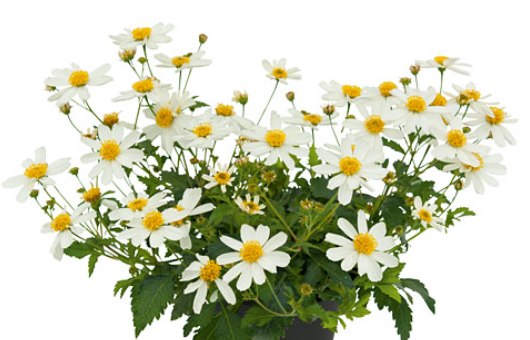 bee-white