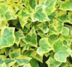 hedera-Golden-Kolibri