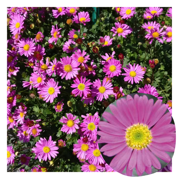 Balino-Pink-3