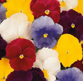 carneval-pure-color-mix